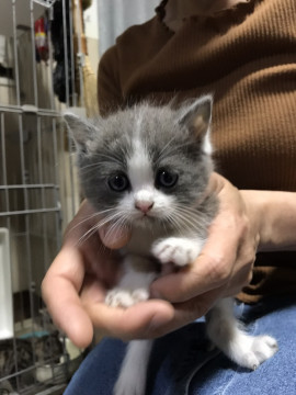 グレーハチワレちゃんの里親さん募集します