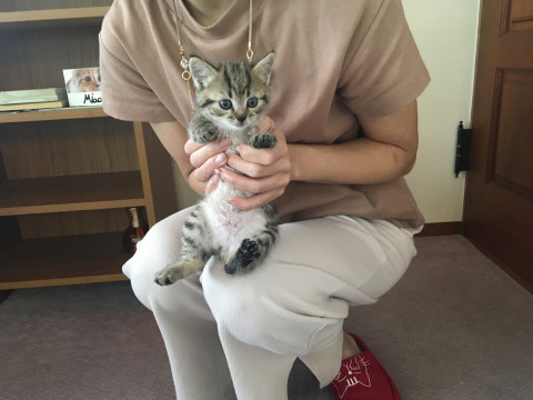 キジの男の子の里親さん募集します