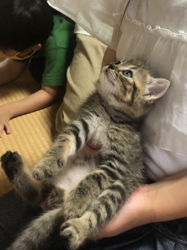 キジの女の子の里親さんを募集します