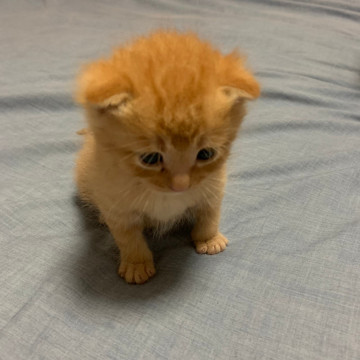 茶トラの飼い主さん募集中