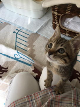 やんちゃなカイトくん