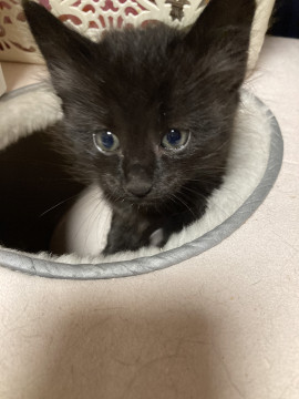 少し毛が長めの黒猫ちゃん
