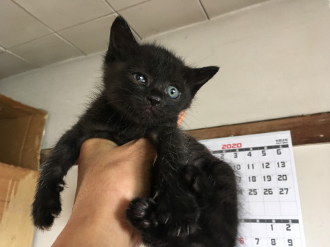 可愛い黒猫生後30日