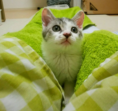 トライアル決定☆元気いっぱい天ちゃん