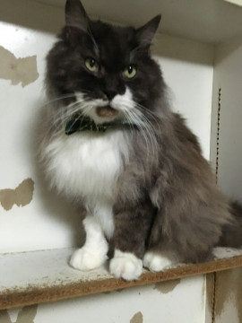 モコモコふわふわな、人馴れ強面男の子