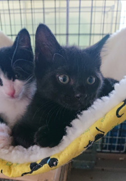 ニャンモック大好き＊きれいな瞳＊