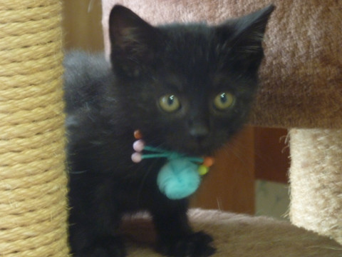 黒猫の男の子