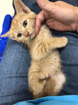 可愛い茶トラのチャロくん、里親さま募集中