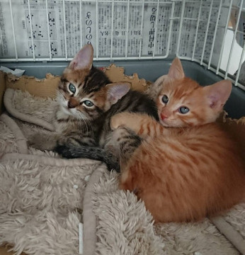 可愛い盛りの２兄弟です。