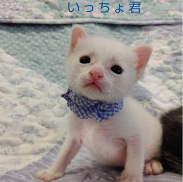 小学校の中で生まれた野良兄妹