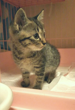 キジちゃん兄妹②