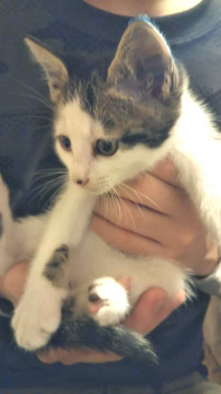 キジちゃん兄妹①