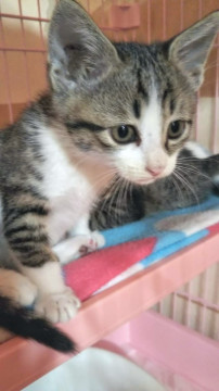 キジちゃん兄妹③