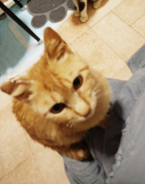 かわいい茶トラの男の子