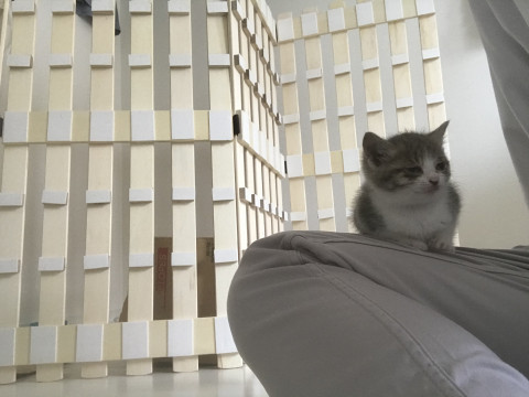 好奇心旺盛な子猫です^_^