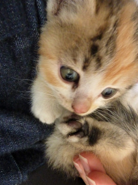 1ヶ月半の三毛猫