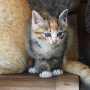 1ヶ月半の三毛猫