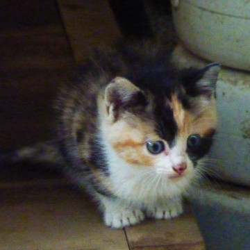 1ヶ月半の三毛猫