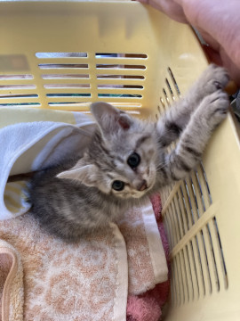 元気いっぱい子猫ちゃん