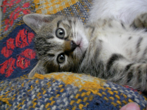 二か月まじかの子猫　2