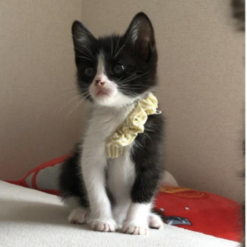 仲良し3兄弟のハチワレ女の子。