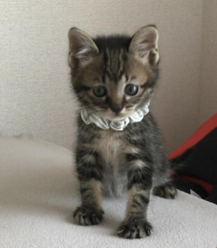 仲良し3兄弟のキジトラ男の子ぐり。