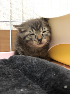 ママとはぐれたキジ虎ちゃん