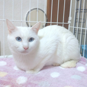 クリクリなお目めのうさぎのような女の子