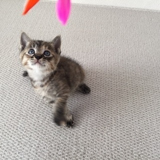 残り一匹です。生後 4週間 子猫