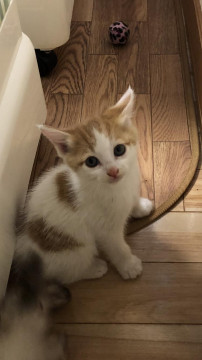 可愛らしい　茶白のぼうや