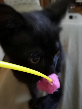 やんちゃ坊主の黒猫クン