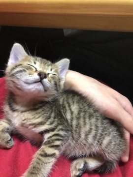 ベンガル風キジトラ君☆お膝大好き甘えんぼ