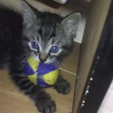 半長毛黒キジ子猫。5/26画像追加