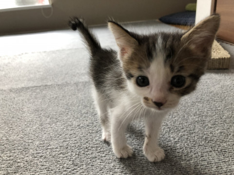 生後1か月☆可愛いキジ白ナッツちゃん