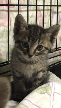 可愛い　瞳の　キジぼうや