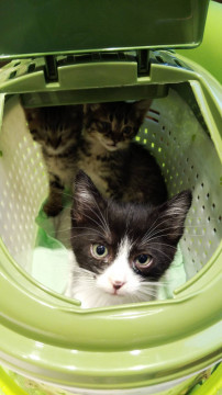白黒の元気な子猫ちゃん