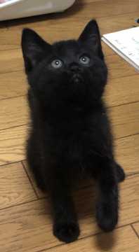 モフモフ毛並み丸顔黒猫男子⭐️えにし