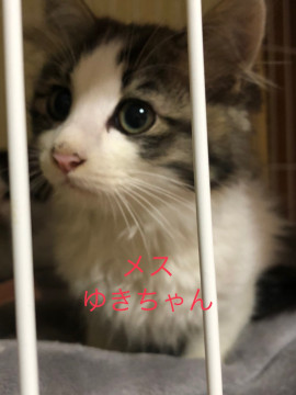 長毛ゆきちゃん
