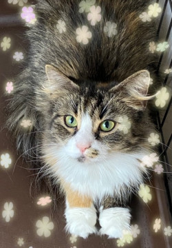 穏やかで癒し系の女の子です。