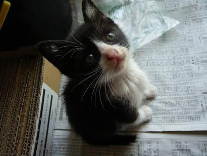 かなり甘えん坊の白黒はちわれ君