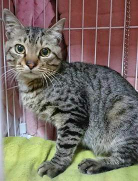 ♂超ベタベタ★☆桃白白（タオパイパイ）