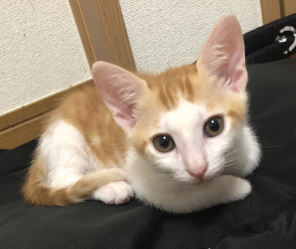 ゴロスリ馴れ馴れ甘えん坊　茶白男子★たま