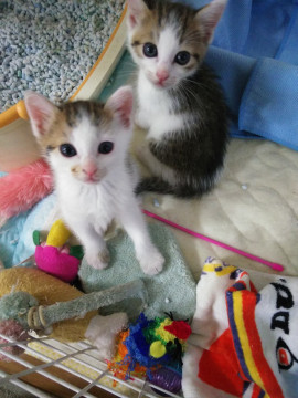 生後40日位三毛風キジシロ君