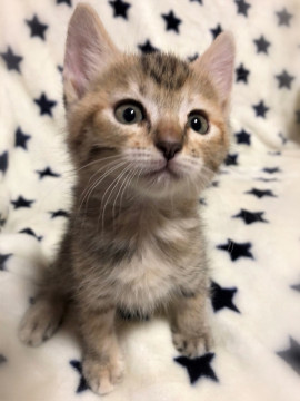 明るい色きじとら女の子