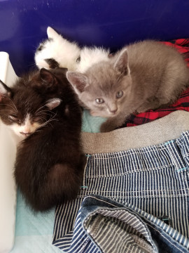 可愛い子猫達です。お願いします！