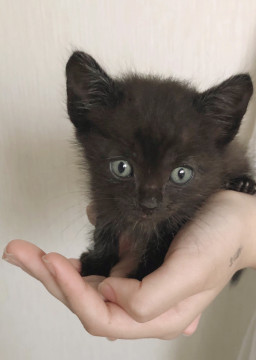 かわいい黒猫の男の子