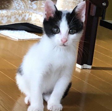 背中のハートが可愛い白黒子猫