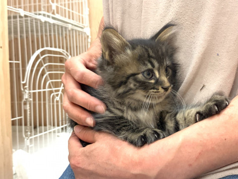 野良猫の子。可愛い濃いめのキジトラくん。