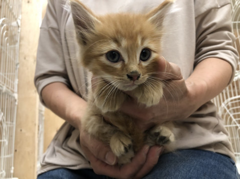 野良猫の子。可愛い茶トラくん。