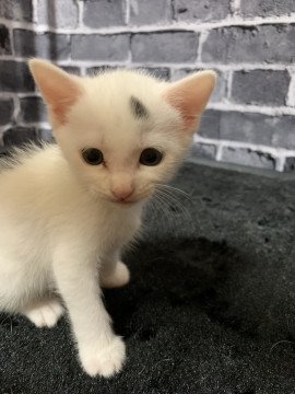 置き去りママ猫さんの赤ちゃん